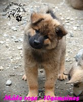 chiot eurasier